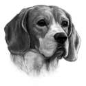 blakwbeagle.jpg