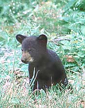cubsitting.jpg