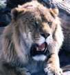 liger.jpg